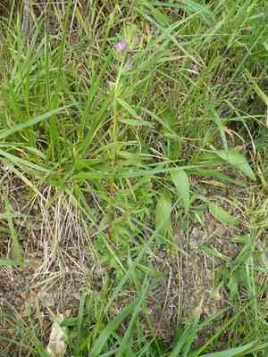 Linearleaf snapdragon(Misopates orontium)