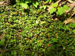 Partridge berry(Mitchella repens)