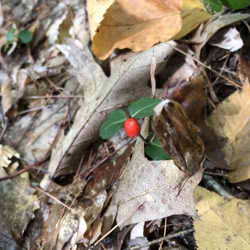 Partridge berry(Mitchella repens)