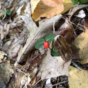Partridge berry(Mitchella repens)
