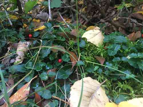 Partridge berry(Mitchella repens)