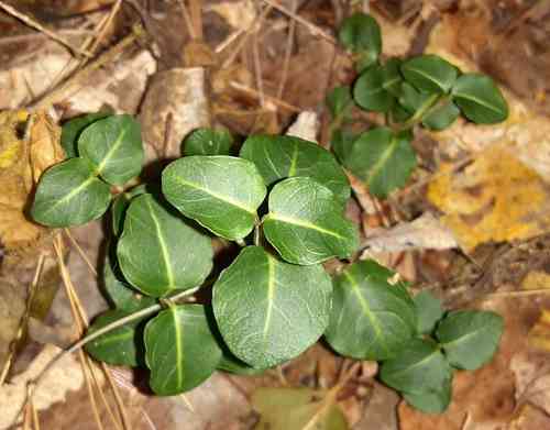 Partridge berry(Mitchella repens)