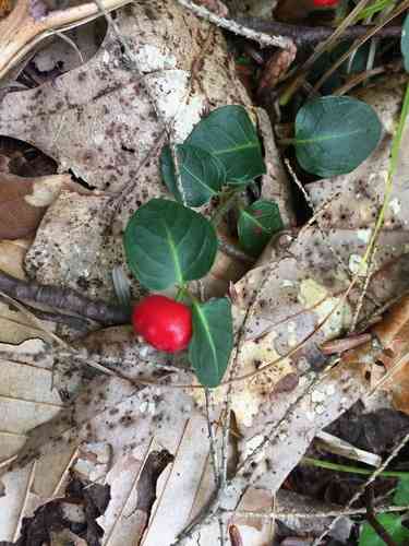 Partridge berry(Mitchella repens)