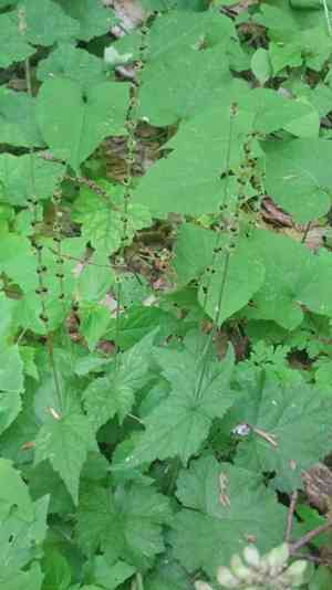 Twoleaf miterwort(Mitella diphylla)