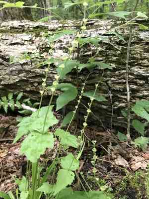 Twoleaf miterwort(Mitella diphylla)