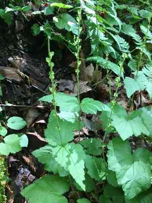 Twoleaf miterwort(Mitella diphylla)