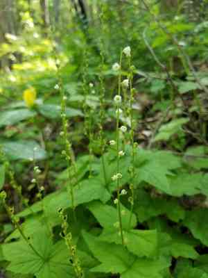 Twoleaf miterwort(Mitella diphylla)