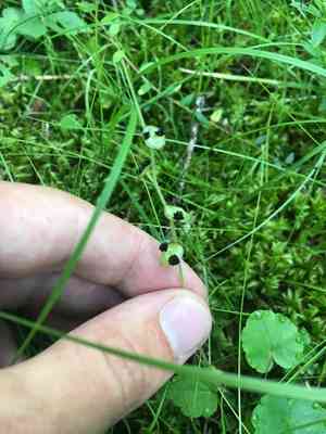 Naked miterwort(Mitella nuda)