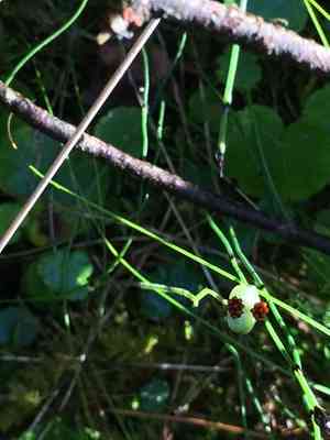 Naked miterwort(Mitella nuda)