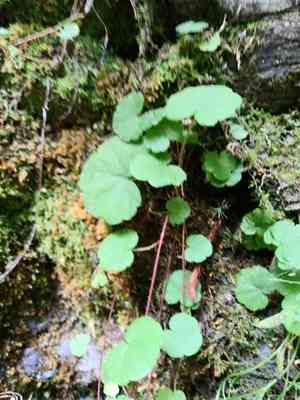 Naked miterwort(Mitella nuda)