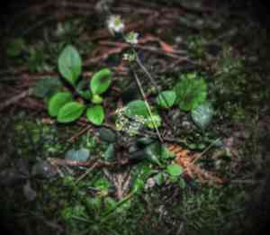Naked miterwort(Mitella nuda)