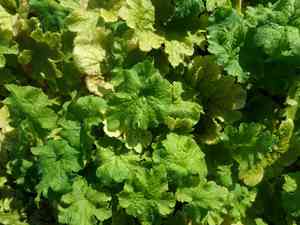 Coastal miterwort(Mitella ovalis)