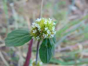 White girdlepod(Mitracarpus breviflorus)
