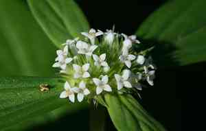 White girdlepod(Mitracarpus breviflorus)