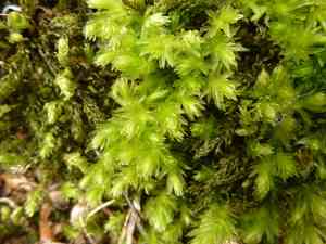 Swan's-neck thyme-moss(Mnium hornum)