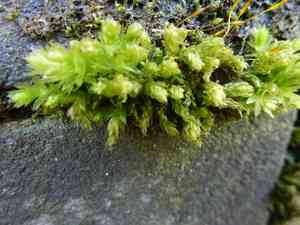 Swan's-neck thyme-moss(Mnium hornum)