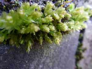 Swan's-neck thyme-moss(Mnium hornum)