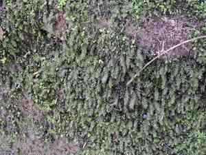 Swan's-neck thyme-moss(Mnium hornum)