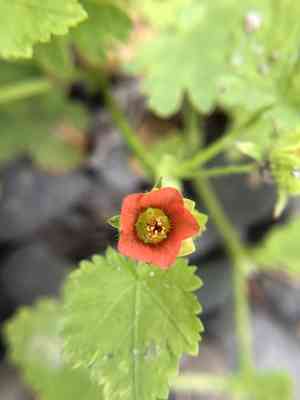 Carolina bristlemallow(Modiola caroliniana)