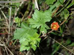 Carolina bristlemallow(Modiola caroliniana)