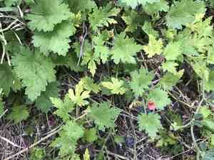 Carolina bristlemallow(Modiola caroliniana)