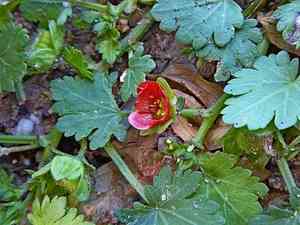 Carolina bristlemallow(Modiola caroliniana)
