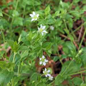 Three-nerved sandwort(Moehringia trinervia)