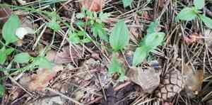 Three-nerved sandwort(Moehringia trinervia)