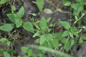 Three-nerved sandwort(Moehringia trinervia)