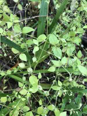 Three-nerved sandwort(Moehringia trinervia)