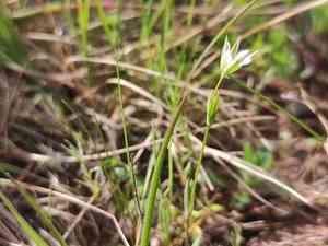 Upright chickweed(Moenchia erecta)