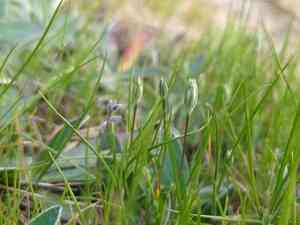 Upright chickweed(Moenchia erecta)