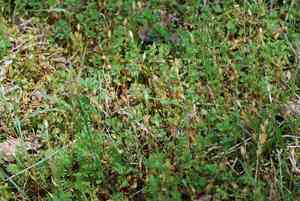 Upright chickweed(Moenchia erecta)