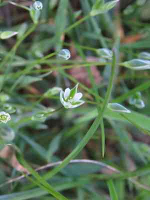 Upright chickweed(Moenchia erecta)