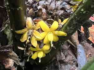 Palm grass(Molineria capitulata)