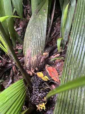 Palm grass(Molineria capitulata)