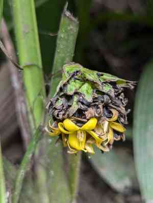 Palm grass(Molineria capitulata)