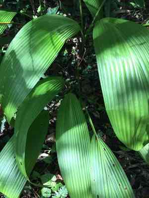 Palm grass(Molineria capitulata)
