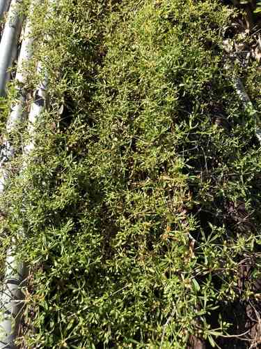 Green carpetweed(Mollugo verticillata)