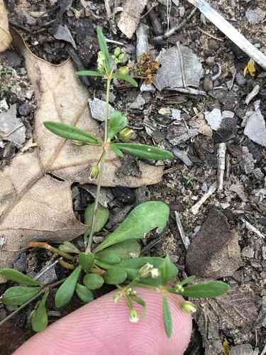 Green carpetweed(Mollugo verticillata)
