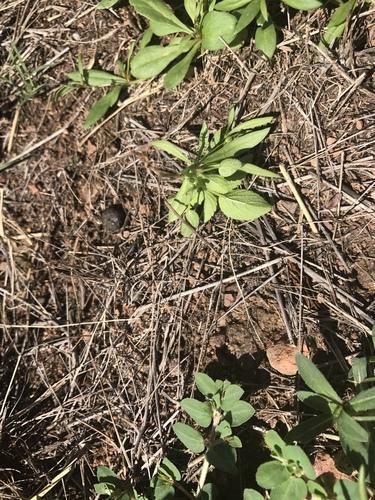 Green carpetweed