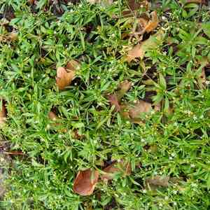 Green carpetweed(Mollugo verticillata)