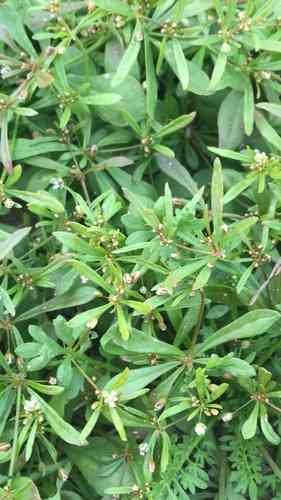 Green carpetweed(Mollugo verticillata)