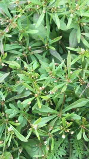 Green carpetweed(Mollugo verticillata)