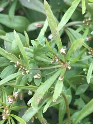 Green carpetweed(Mollugo verticillata)