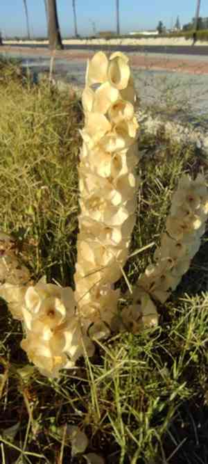 Bells of Ireland(Moluccella laevis)