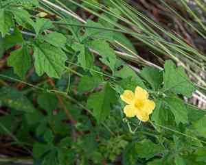 Bitter melon(Momordica charantia)