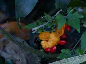 Bitter melon(Momordica charantia)