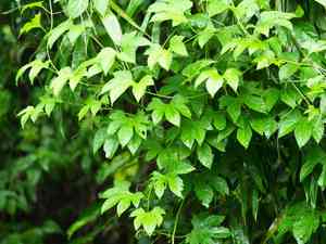 Gac(Momordica cochinchinensis)