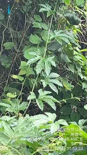 Gac(Momordica cochinchinensis)